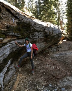 big tree in Monarch, yosemite national park