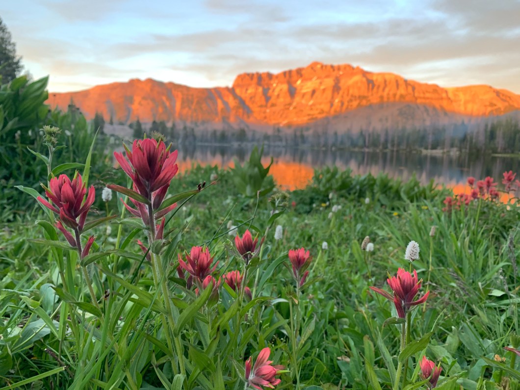 indian paintbrushes and wildflowers at Ruth Lake