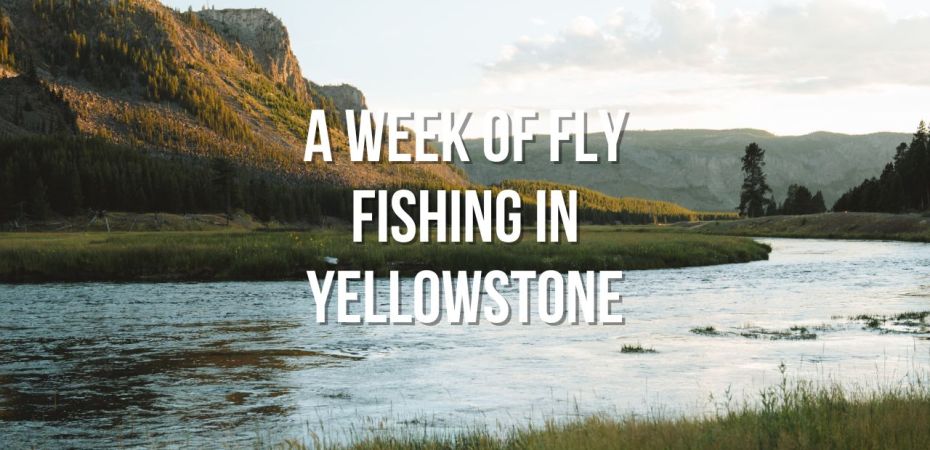 a week of fly fishing in yellowstone- vlog