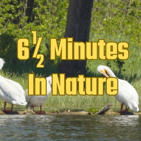 6 1/2 minutes in nature, bird watching with eagles, pelicans, ducks and more