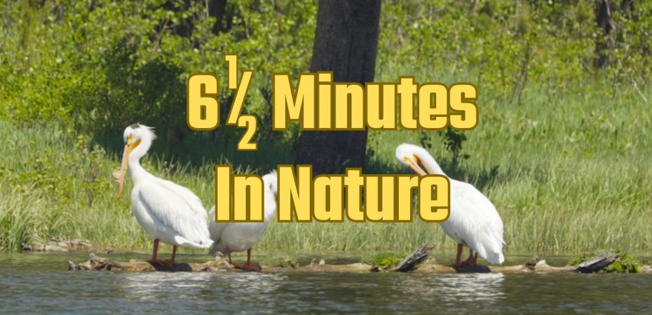 6 1/2 minutes in nature, bird watching with eagles, pelicans, ducks and more